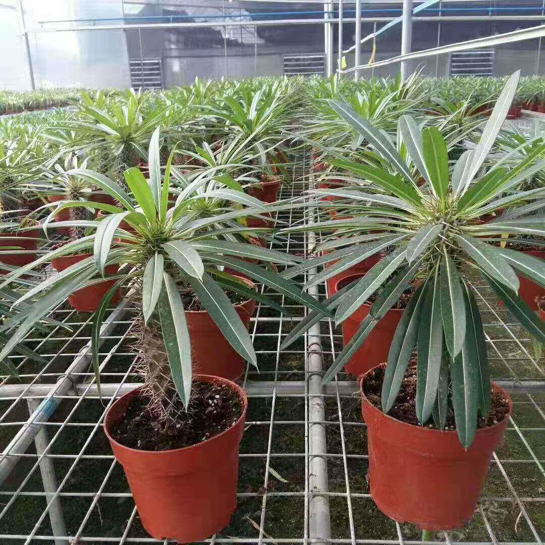 花卉植物小盆栽居家绿植盆栽霸王树盆景仙人掌