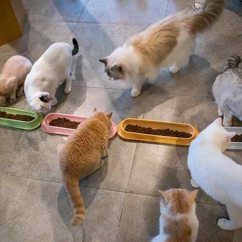 乐优派猫碗多猫共餐碗猫食盆宠物长条猫碗小奶猫喂奶防打翻宠物碗