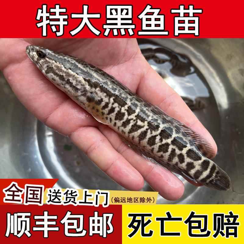 黑鱼苗特大生鱼苗淡水养殖乌鱼苗财鱼苗冷水放流凶猛小鱼苗活鱼批