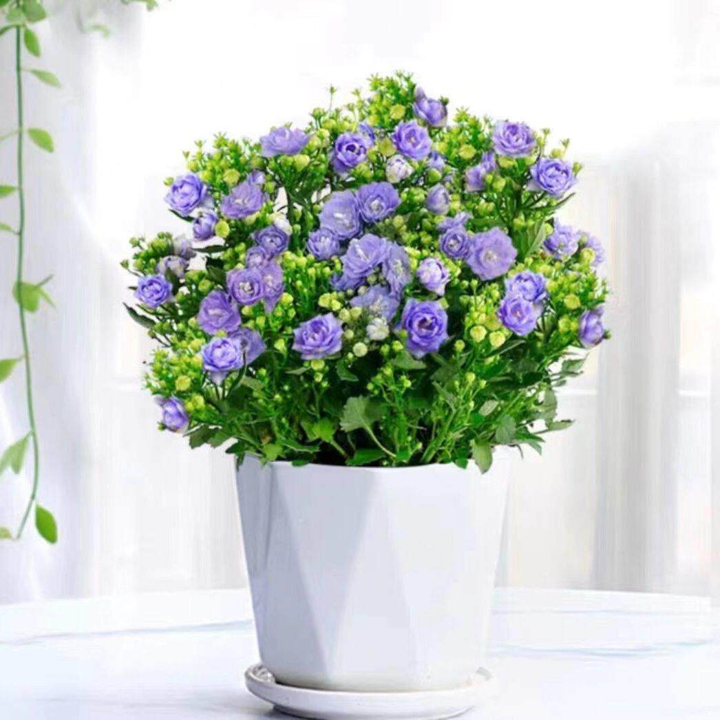 丹麦风铃花盆栽室内植物带花苞重瓣梦露花苗阳台庭院四季花卉绿植