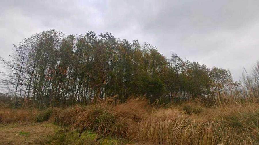 （破）贵州安顺益农道农业专业合作社联合社所属林木资产