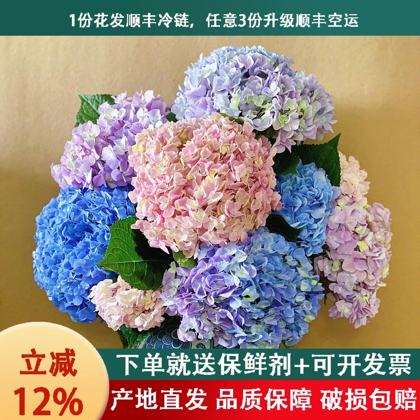 绣球花鲜切花材培水养鲜切花云南基地直发桌面室内客厅装饰插花束