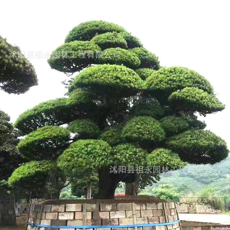罗汉松庭院造型树盆景迎客松黑松造型树四季常青别墅大型松树