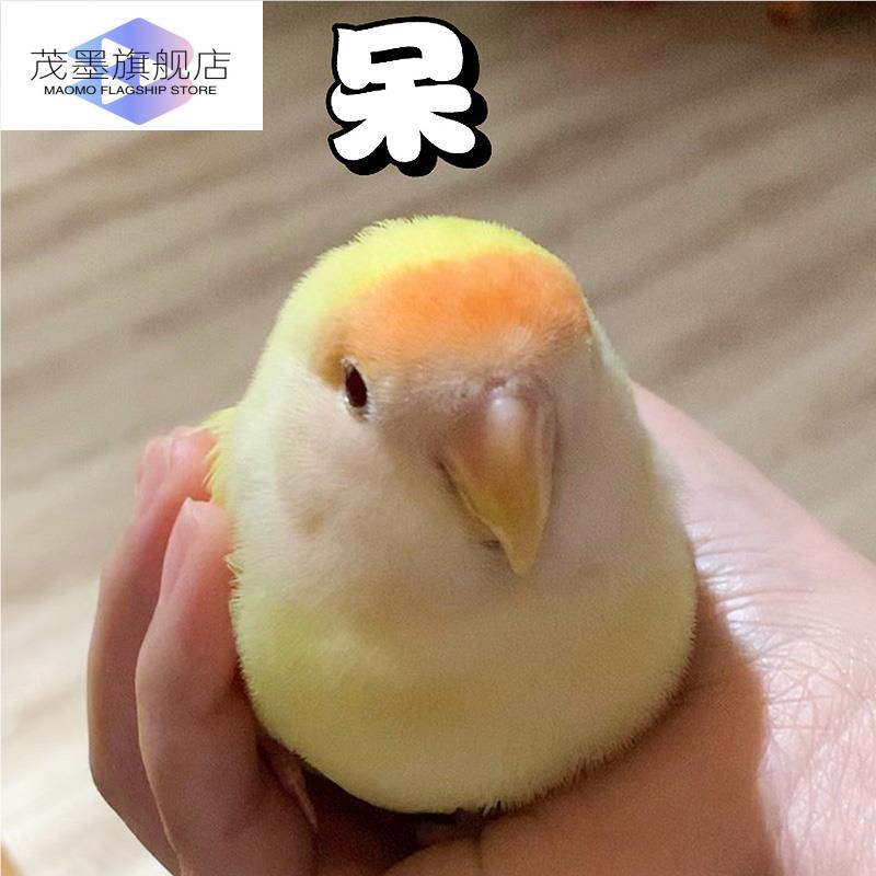 鹦鹉活鸟一公一母牡丹黄桃绿桃会说话手养鸟类活物适合小学生儿童