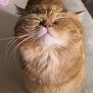 喵享家宠物饮水机宠物自动陶瓷水盘替换主机水箱专用配件工厂直发