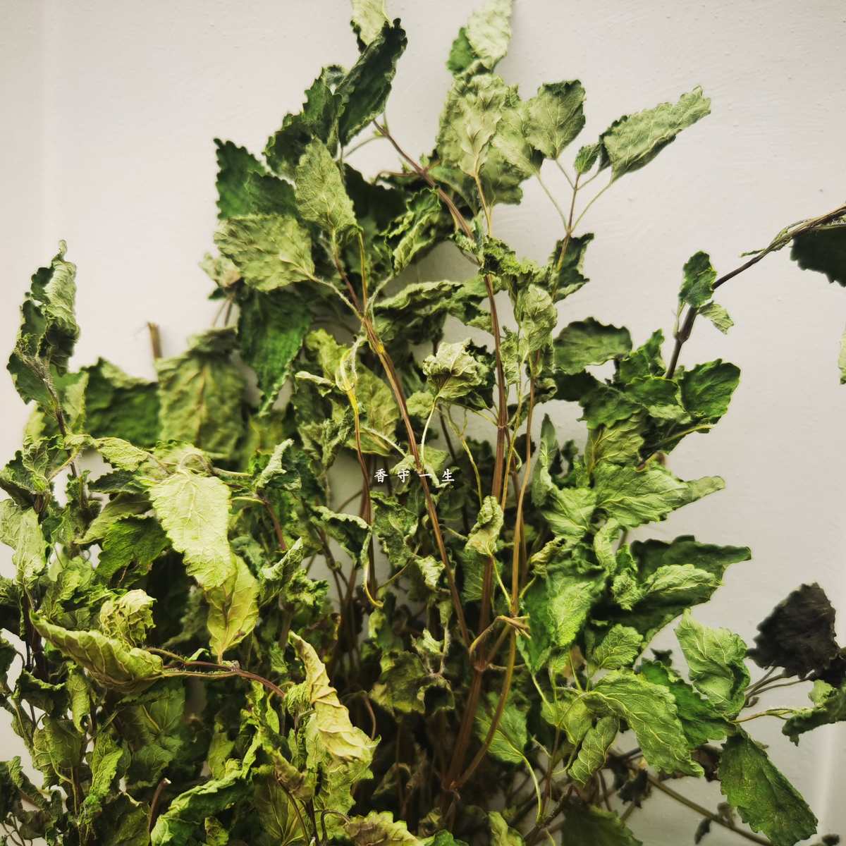 香蜂草柠檬干枝叶香脂吸毒草蜜蜂花做酒做香原料提纯安疗源头直销