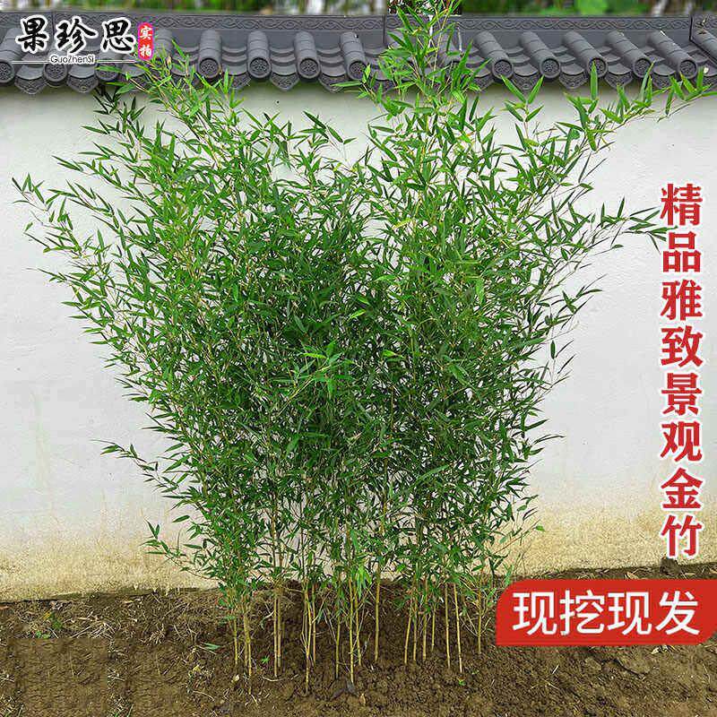 观赏竹子苗庭院耐寒四季青名贵竹子盆栽室内紫竹苗景观绿罗汉金竹