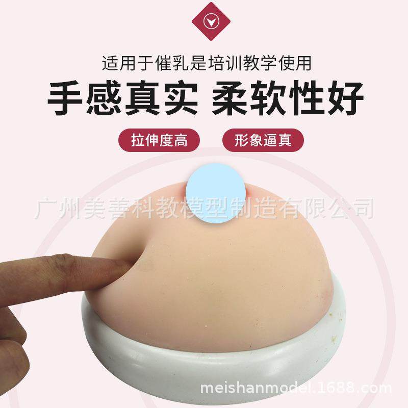 新款直销女性乳房模型 培训 假乳催乳师家政培训教具母乳喂养哺乳