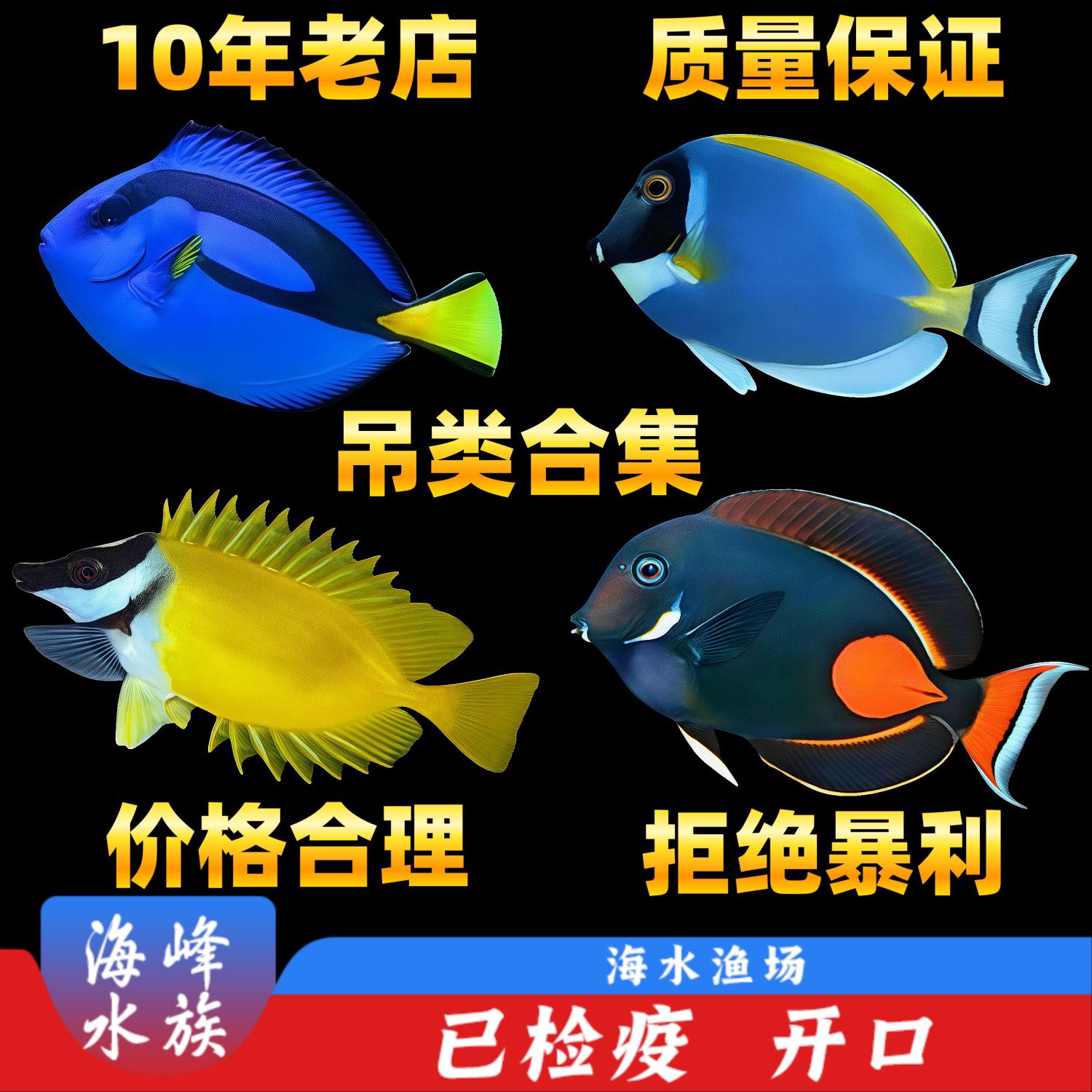 蓝吊七彩大帆天狗粉蓝紫三角海水观赏鱼珊瑚缸活体小丑鱼吊类合集