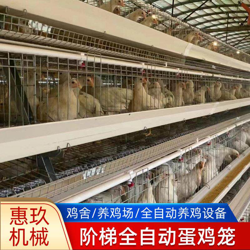供应阶梯自动化鸡笼冷镀锌热镀锌自动喂料机捡蛋清粪机养殖设备