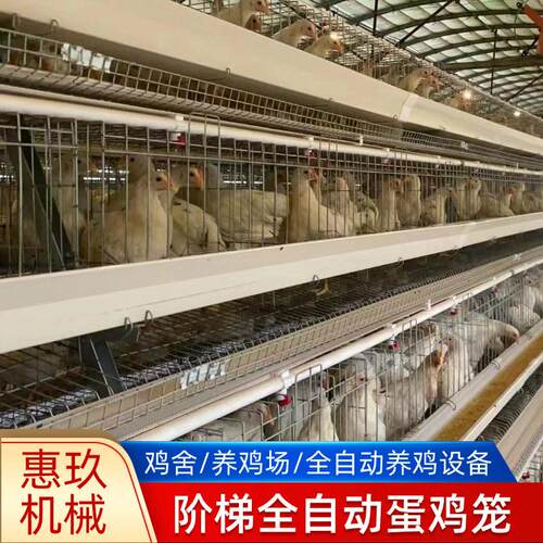 供应阶梯自动化鸡笼冷镀锌热镀锌自动喂料机捡蛋清粪机养殖设备