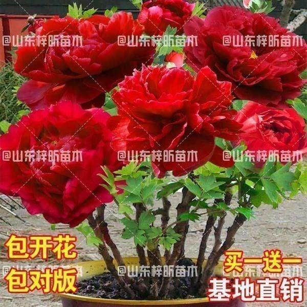 正宗菏泽牡丹花苗大花盆栽耐寒易活玫瑰植物装饰沙漠玫瑰王重瓣牡图片