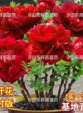正宗菏泽牡丹花苗大花盆栽耐寒易活玫瑰植物装饰沙漠玫瑰王重瓣牡