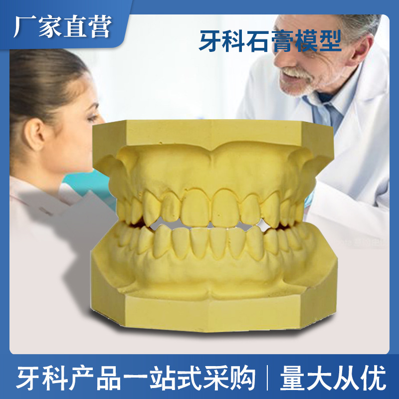 牙齿标准模型石膏模型教学牙齿模型树脂贴面练习牙模培训使用模型