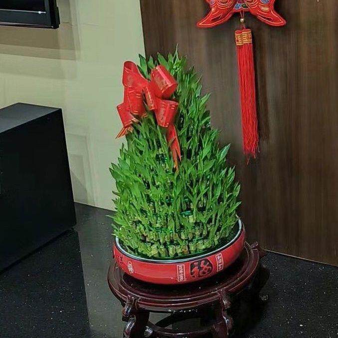 塔型富贵竹花水养客厅盆栽甲醛水培易养活乔迁新婚开业喜送礼盆栽