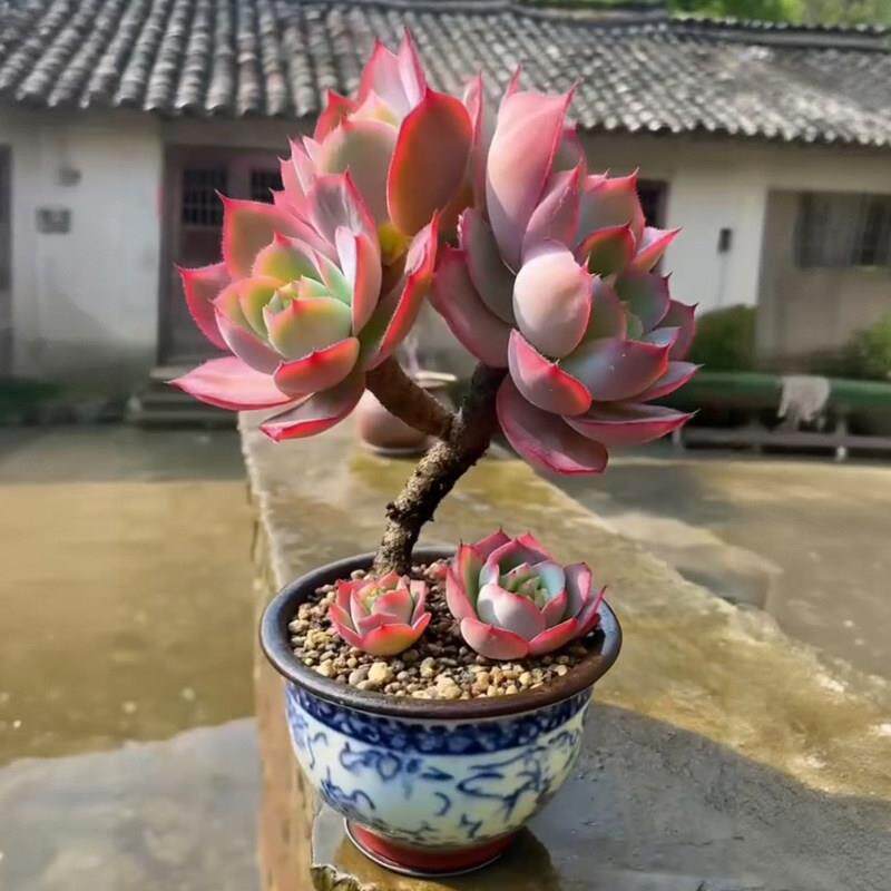 多肉植物大蓝光老桩带盆盆栽粉红色厚叶肉植物室内桌面新手好养活