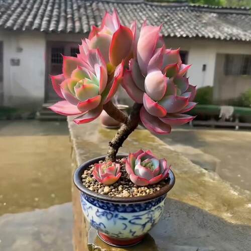 多肉植物大蓝光老桩带盆盆栽粉红色厚叶肉植物室内桌面新手好养活