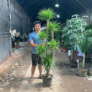 老桩龙血树龙须树三头五头多头多叉分枝室内大气高大大型绿植盆栽