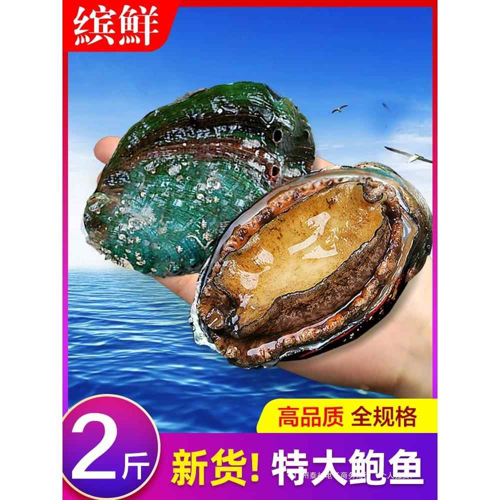 新鲜鲍鱼鲜活超大海鲜水产生鲜活大加热即食干小鲍鱼捞汁饭