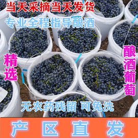 佰特庄园自酿酒葡萄20斤装现摘新鲜山葡萄毛刺，葡萄赤霞珠葡萄晚熟