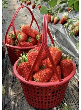 ll50个采摘篮0.9-8斤草莓杨梅桃子枇杷水果篮圆形塑料手提篮子镂
