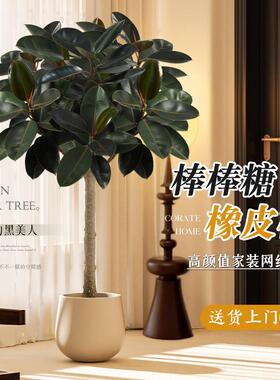 橡皮树客厅大盆栽棒棒糖造型老桩象皮树绿植室内大型真树好养耐活