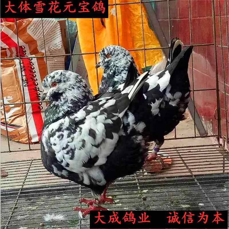【雪花元宝鸽】公斤鸽大元宝鸽子特大 大型公斤元宝鸽鸽子苗原配