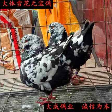 【雪花元宝鸽】公斤鸽大元宝鸽子特大 大型公斤元宝鸽鸽子苗原配