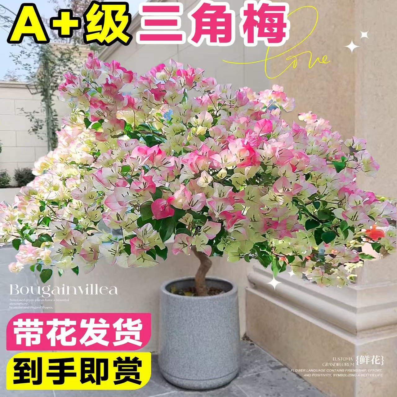 三角梅含盆带花发货四季赏花阳台室内绿樱三角梅造型盆栽老桩花卉
