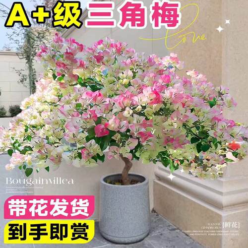 三角梅含盆带花发货四季赏花阳台室内绿樱三角梅造型盆栽老桩花卉