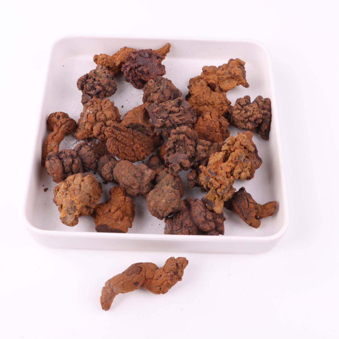 化石标本沧龙牙鲨鱼牙齿粉色螺菊石三叶虫便便沙虎鲨原石收藏成品