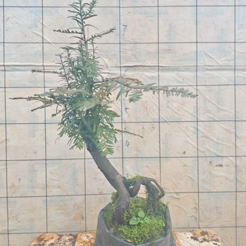 红豆杉老桩造型盆景绿化苗木其他好栽活净化空气一物一拍按图发货