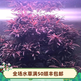 雨裂水蓑衣水下叶中后景水草羽裂水蓑衣自来水下养殖红色水草植物