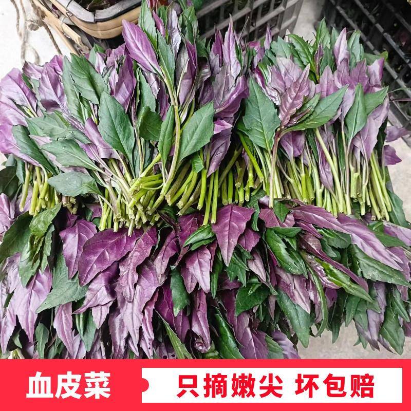 血皮菜新鲜现摘观音菜紫背菜红背菜四川时令蔬菜顺丰包邮紫背天葵