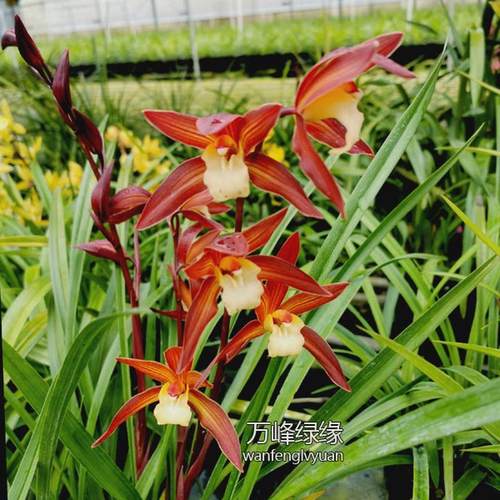 绿缘兰花 红茶 橘红色四季兰杂交兰蕙兰带花苞室内桌面绿植盆栽