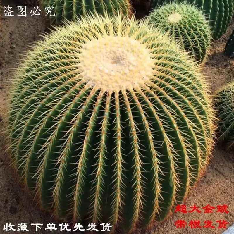 金琥仙人球盆栽多肉仙人掌开花植物绿植花卉办公室美化空气