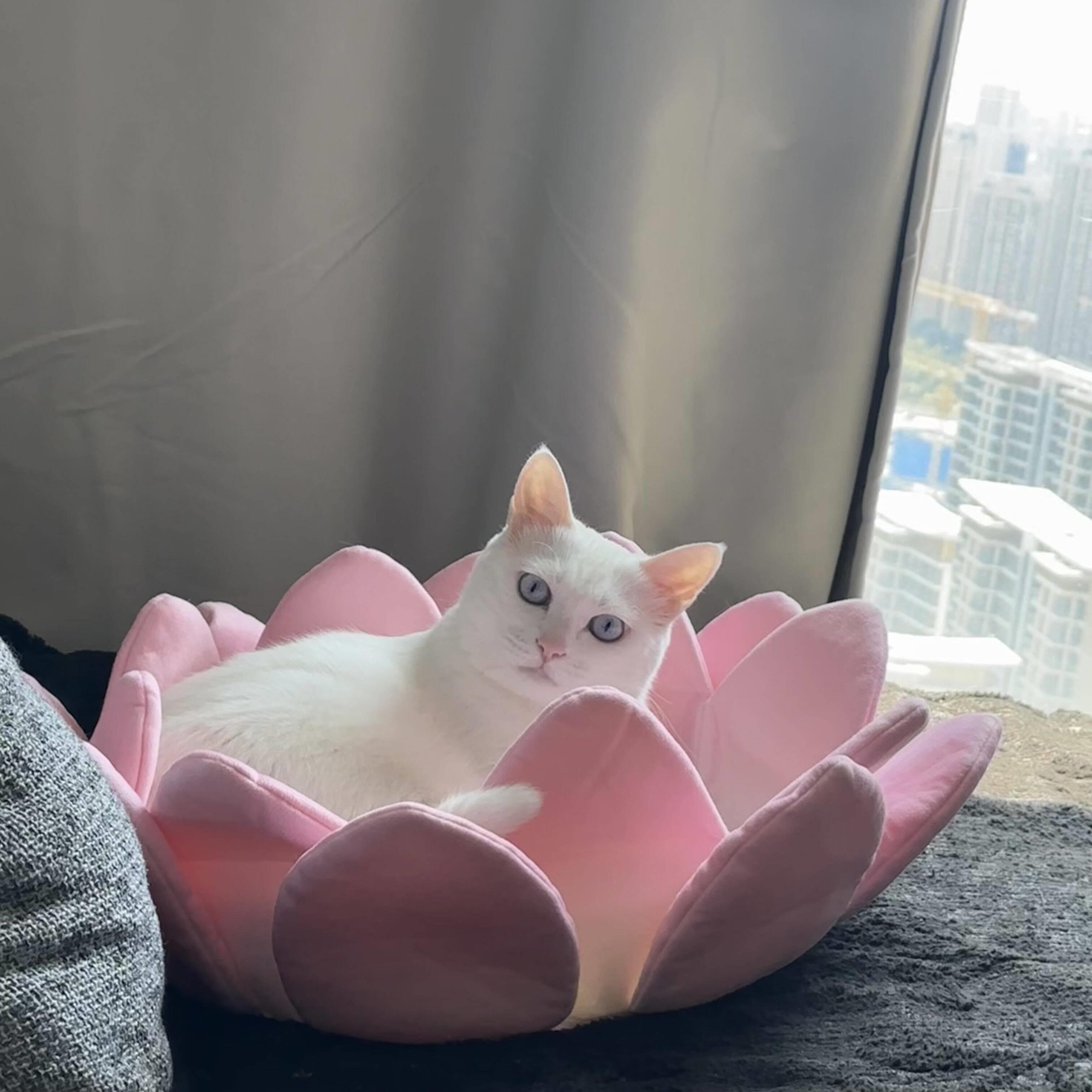 好运莲莲猫窝毛绒蒲团加厚舒适耐抓猫床四季通用可水洗莲花宠物窝