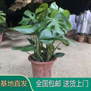 龟背竹大叶开背盆栽室内客厅大型绿植净化空气四季常青基地直发
