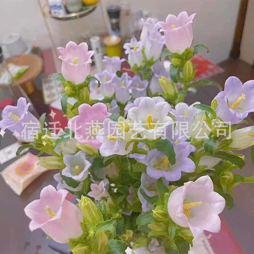 风铃草花种室外室内四季播种开花盆栽花籽阳台易活花种籽子孑草籽