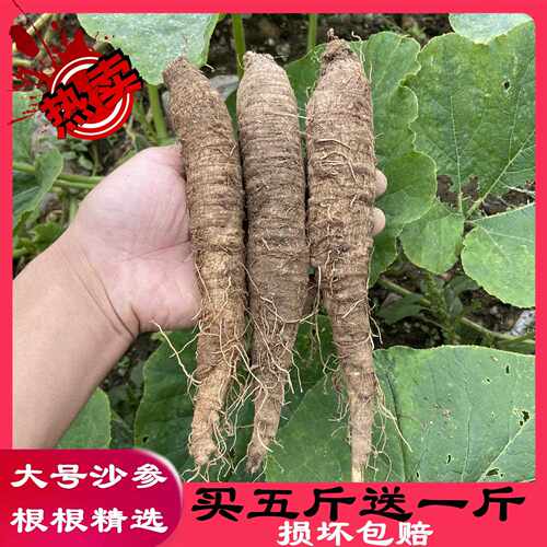 新鲜野生沙参山胡萝卜500g包邮 山地瓜东北朝鲜高丽咸菜韩国料理