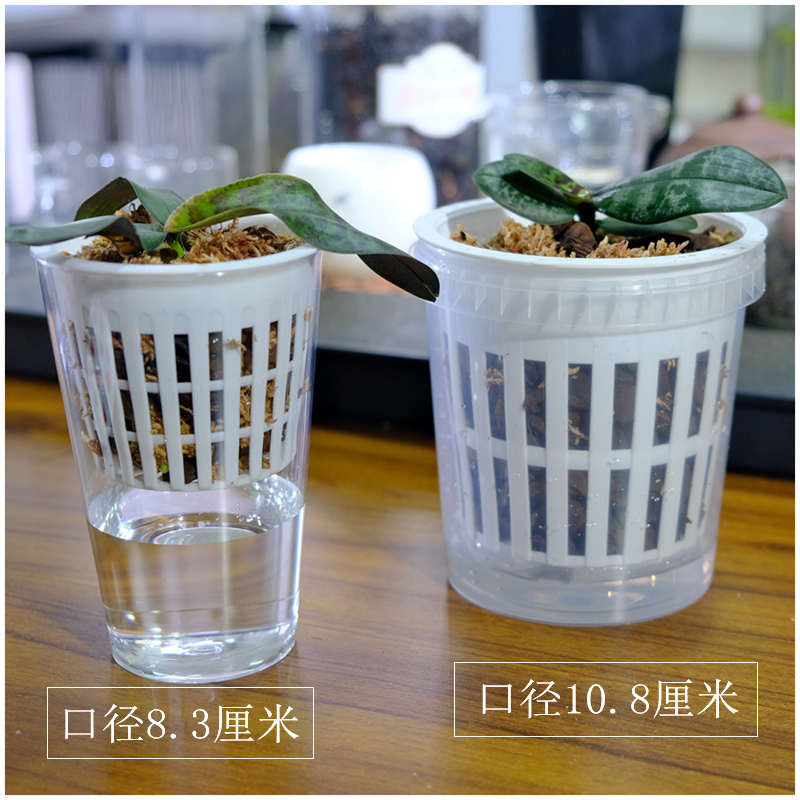 蝴蝶兰专用水培套盆诱根宝宝苗瓶苗入门级简单养护套装透气储水盆