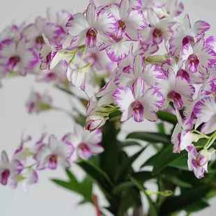 秋石斛兰（泼墨）3-4支花剑 盆栽兰花阳台客厅办公室新手室内外养