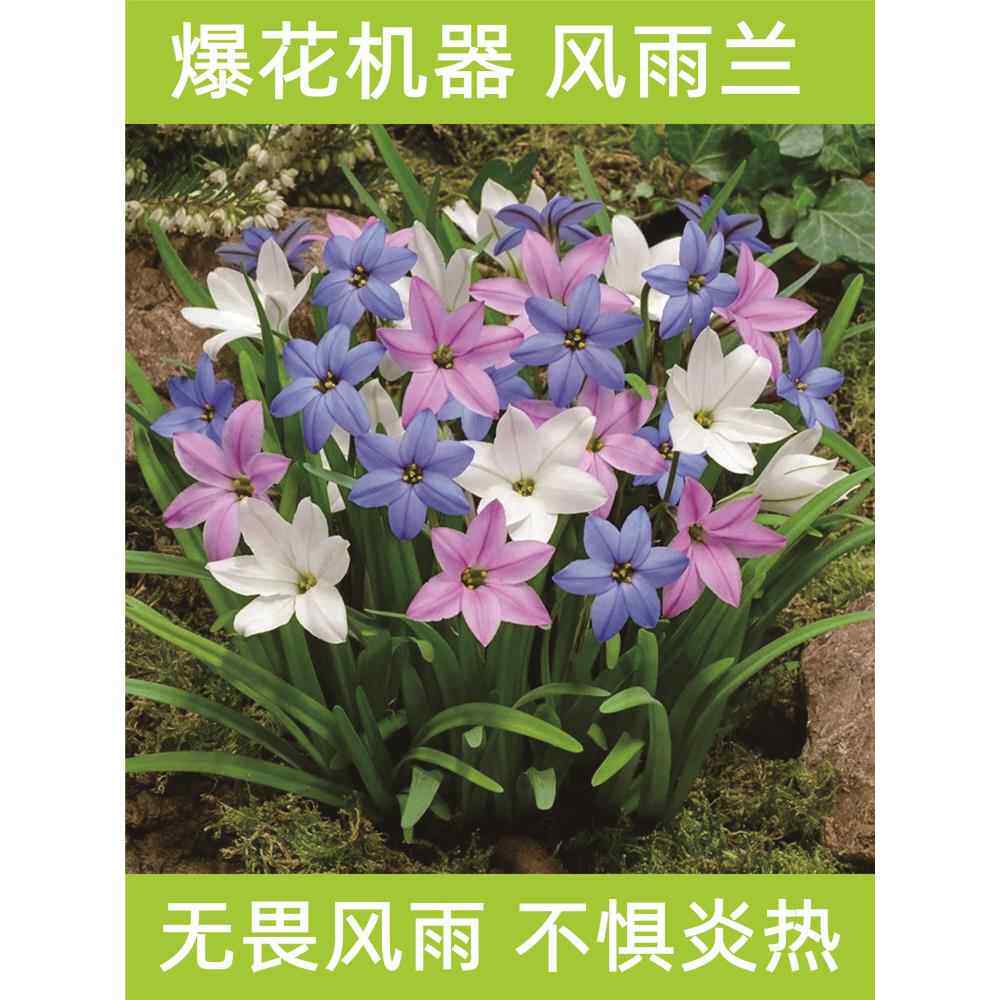 风雨兰大种球重瓣四季开花浓香葱兰韭兰石蒜盆栽阳台庭院花卉绿植