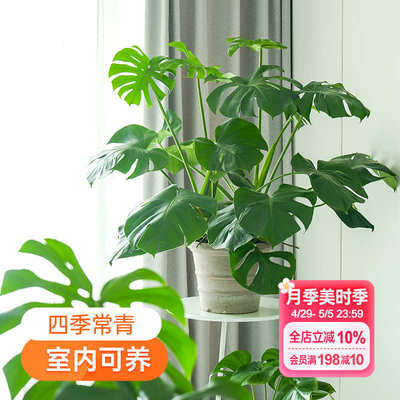 海蒂的花园龟背竹老桩水培植物客厅大盆栽办公观叶绿植室内盆栽