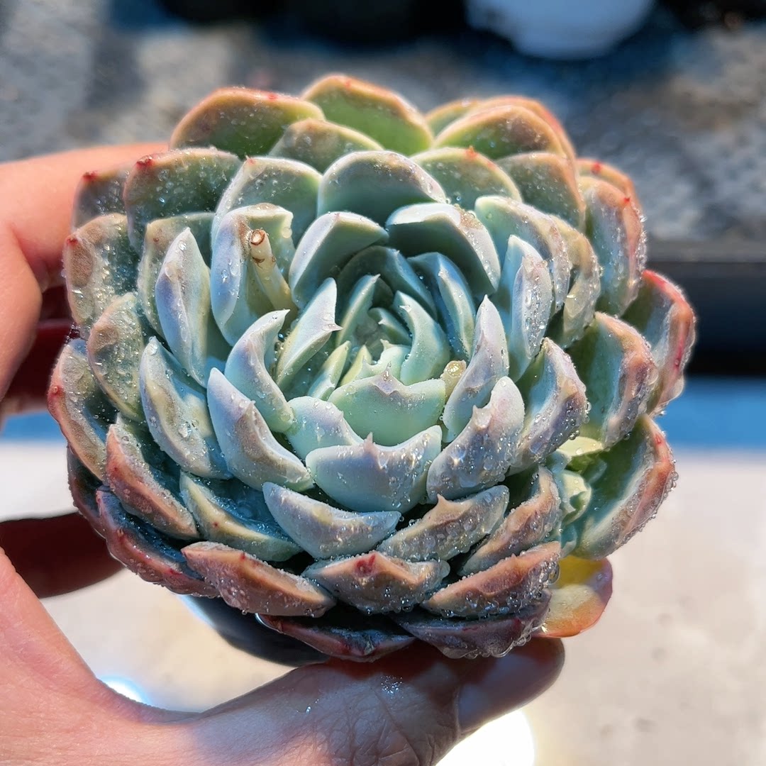 18-2多肉38包邮雅典娜3