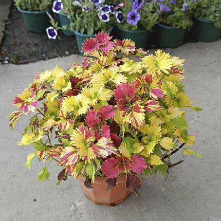 彩叶草盆栽耐热变色草观叶洋紫苏渐变七彩草耐晒庭院绿化花坛花草