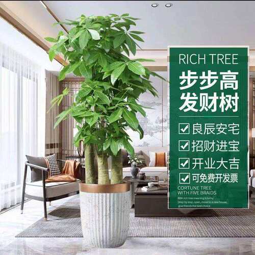 发财树三杆步步高盆栽办公室客厅吸甲醛招财绿植乔迁开业大气盆景