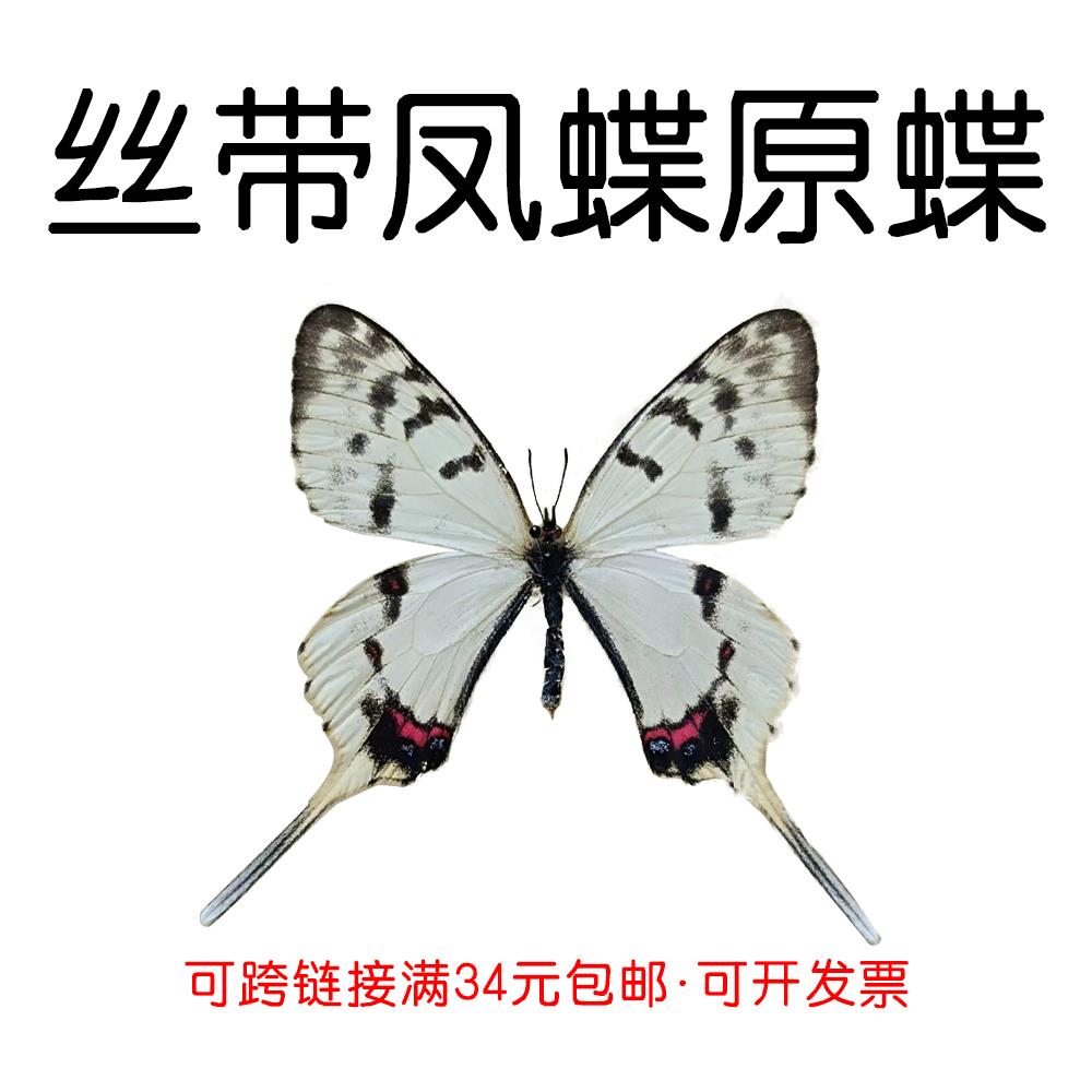真蝴蝶原蝶丝带凤蝶未展翅蝴蝶标本制作手工diy材料A1/A1-品质