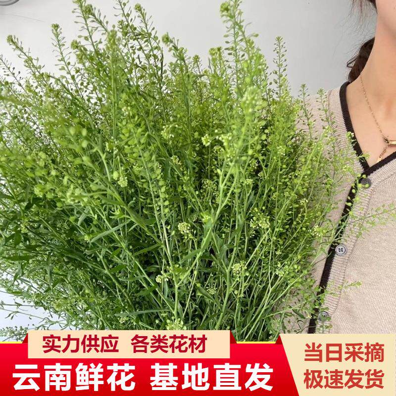 云南昆明鲜花绿灵草鲜花直发玫瑰配花搭配花束婚庆活动用花