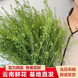 云南昆明鲜花绿灵草鲜花直发玫瑰配花搭配花束婚庆活动用花